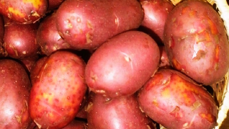 Eine früh reife Kartoffelsorte mit einem hohen Grad an Haltbarkeit Red Sonya