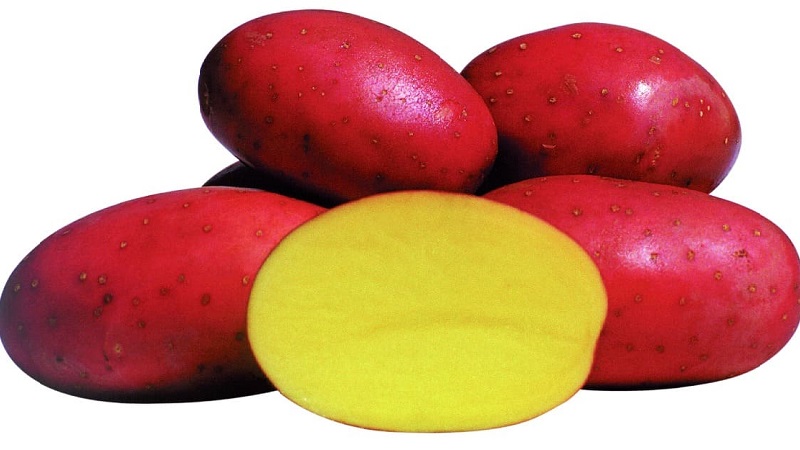 Ankstyvų prinokusių bulvių veislė, pasižyminti aukšta raudonosios Sonjos kokybe