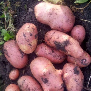 Un soi de cartofi matur timpuriu, cu un grad ridicat de păstrare a soniei roșii de calitate
