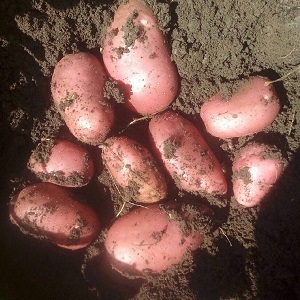 Een vroegrijpe aardappelvariëteit met een hoge bewaarkwaliteit Red Sonya