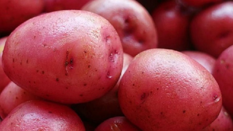 זן תפוחי אדמה בשלים מוקדם עם רמת שמירה גבוהה על סוניה אדומה