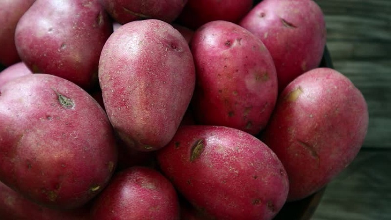 Une variété de pommes de terre à maturité précoce avec un degré élevé de conservation Red Sonya