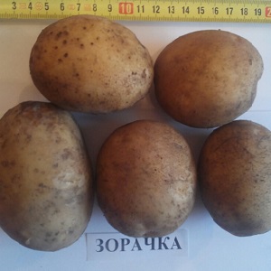 Variedade de batata madura precoce Zorachka para consumo fresco