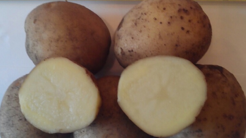 Variedade de batata madura precoce Zorachka para consumo fresco