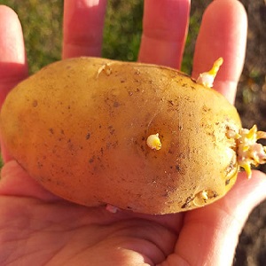 متنوعة البطاطس الناضجة المبكرة Zorachka للاستهلاك الطازج