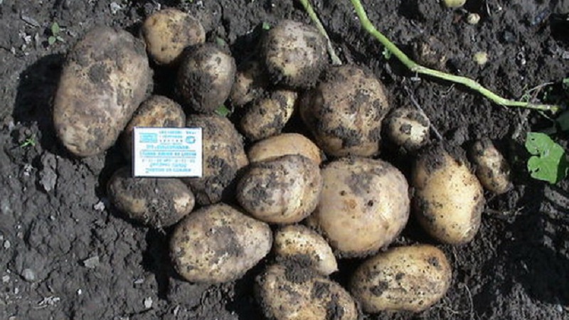 مجموعة متنوعة من البطاطس الناضجة المبكرة Zorachka للاستهلاك الطازج