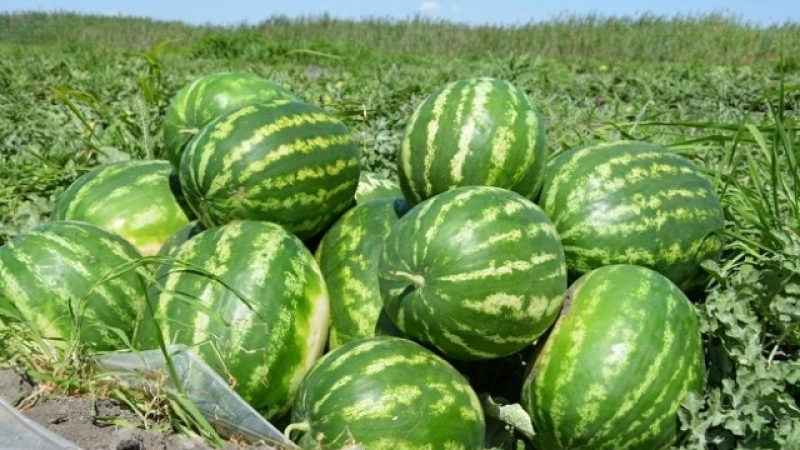 The names of early varieties of watermelons for open ground and reviews about them