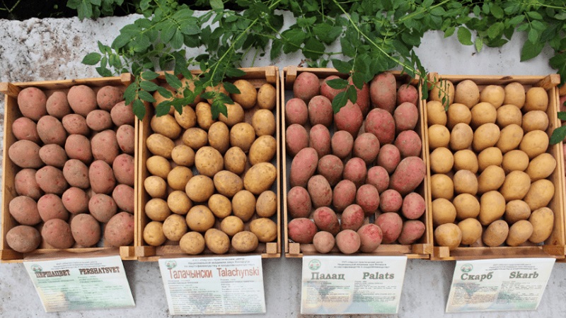 Variedad de patata de mesa temprana Palats de criadores bielorrusos