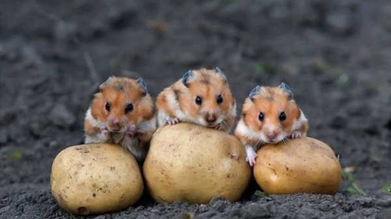 De farligaste skadedjuren med potatis och metoder för att hantera dem