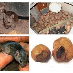 The most dangerous pests of potatoes and methods of dealing with them