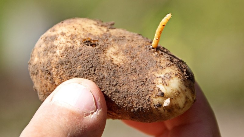 De farligaste skadedjuren med potatis och metoder för att hantera dem