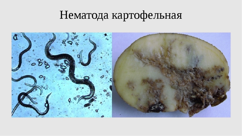 Nejnebezpečnější škůdci brambor a způsoby jejich řešení
