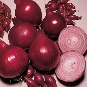 Una variedad de maduración temprana de cebollas de color rojo oscuro - Red Baron