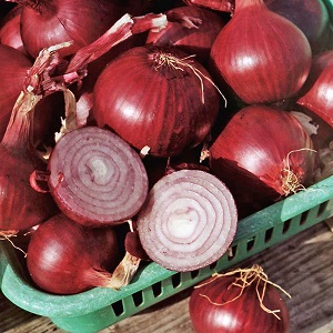 Una variedad de maduración temprana de cebollas de color rojo oscuro - Red Baron