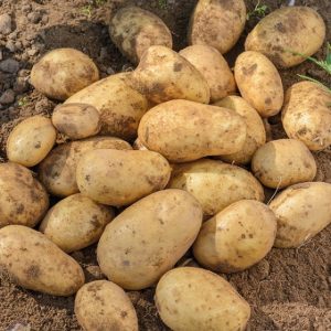 Odroda stolových zemiakov stredne skorého stola ostrova Jura