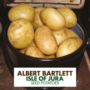 Varietate de cartofi de masă medie-timpurie Isle of Jura