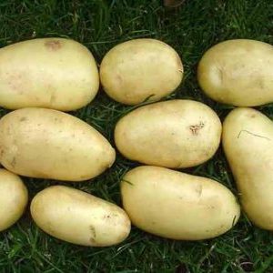 Isle ng Jura medium-early table na patatas iba't-ibang
