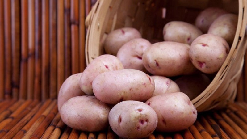 Potatissort Värdinna för odling i norra regioner
