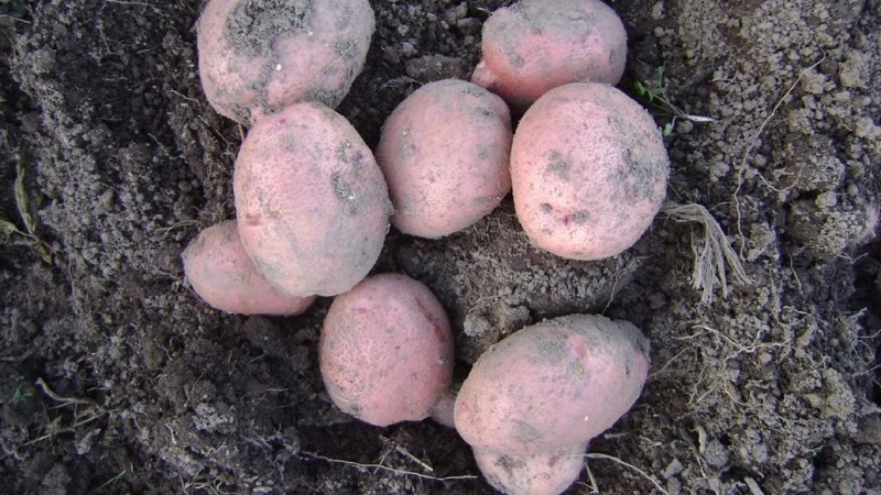 Variedad de patata Azafata para cultivo en las regiones del norte