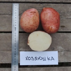 Ang patatas na Hostess para sa paglaki sa hilagang rehiyon