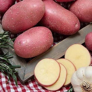 Οικοδέσποινα ποικιλίας πατάτας για καλλιέργεια στις βόρειες περιοχές