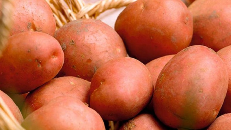 Amfitriona varietat de patates per al cultiu a les regions del nord