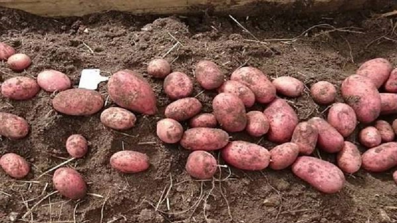 Hostess de variedade de batata para cultivo nas regiões do norte