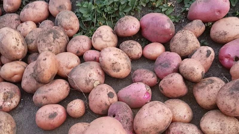 Amfitriona de varietats de patates per al cultiu a les regions del nord