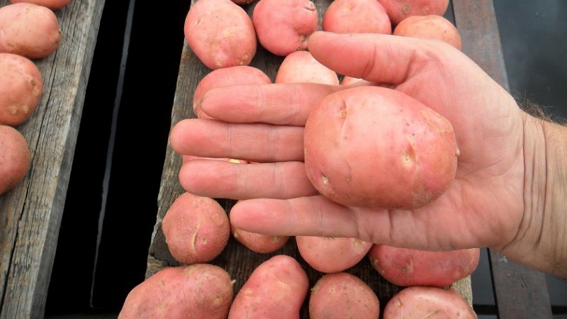 Ang patatas na Hostess para sa paglaki sa hilagang rehiyon