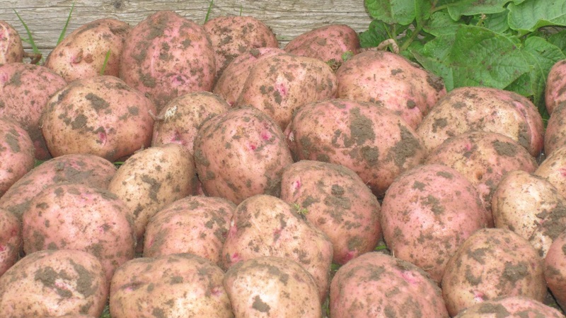 Ilyinsky potato variety suitable for any soil and climatic conditions