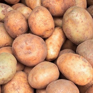 مجموعة متنوعة من البطاطس إلينسكي مناسبة لأي تربة وظروف مناخية