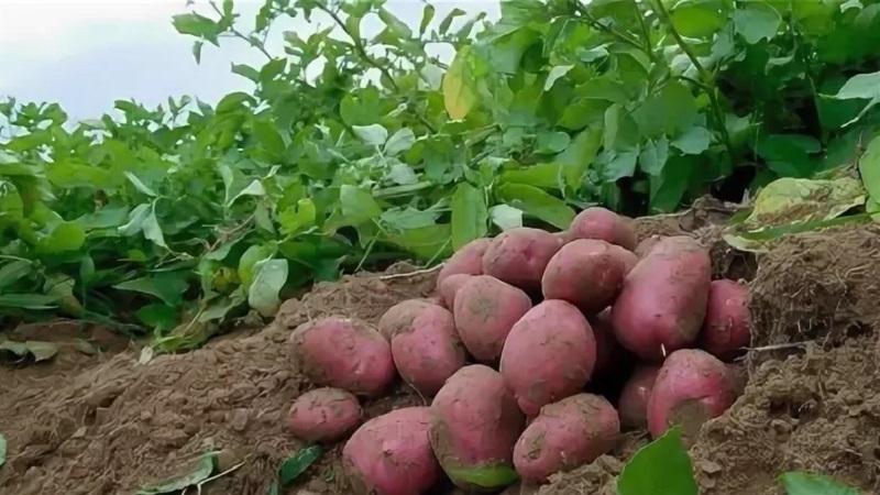 Ilyinsky Kartoffelsorte geeignet für alle Boden- und Klimabedingungen