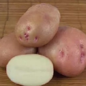 Ilyinsky-aardappelras geschikt voor alle bodem- en klimatologische omstandigheden