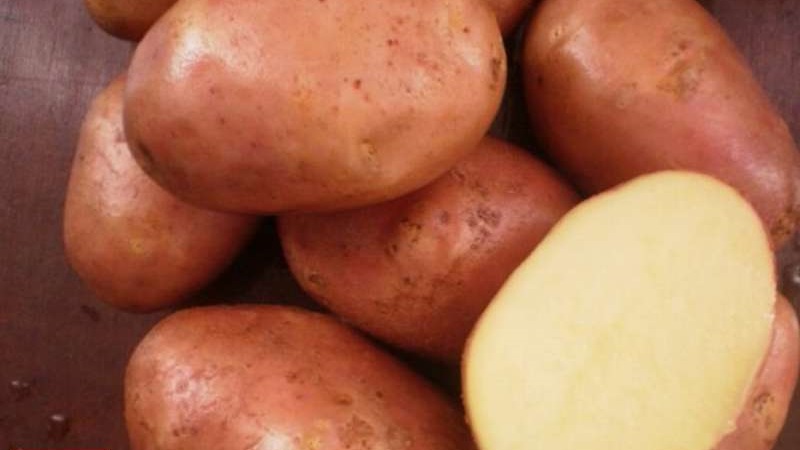 Ilyinsky-aardappelras geschikt voor alle bodem- en klimatologische omstandigheden