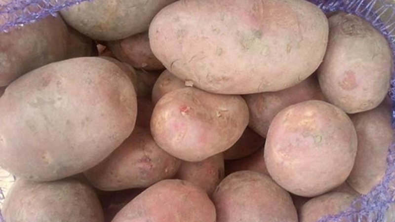Her türlü toprak ve iklim şartlarına uygun Ilyinsky patates çeşidi
