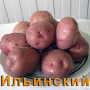 Ilyinsky bulvių veislė, tinkama bet kokioms dirvožemio ir klimato sąlygoms