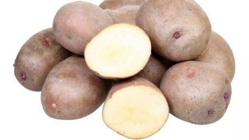Variété de pomme de terre Ilyinsky adaptée à tous les sols et conditions climatiques
