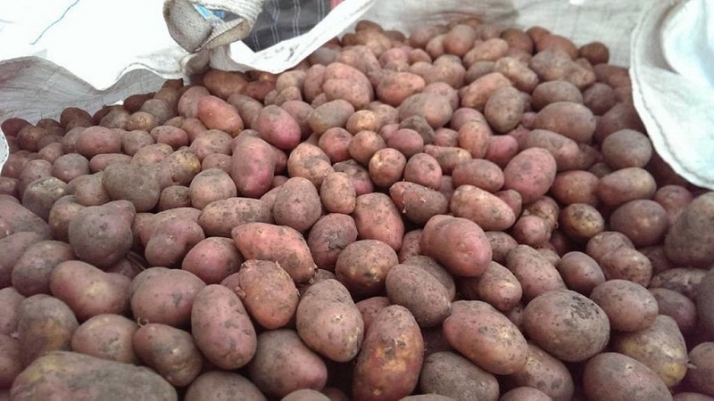 Variedad de patata Ilyinsky apta para cualquier suelo y condiciones climáticas.