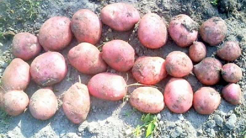Her türlü toprak ve iklim şartlarına uygun Ilyinsky patates çeşidi