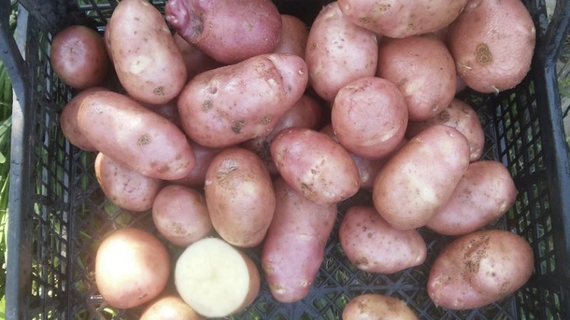Ang patatas iba't ibang Krasa na may isang mahusay na pagtatanghal at mahusay na panlasa
