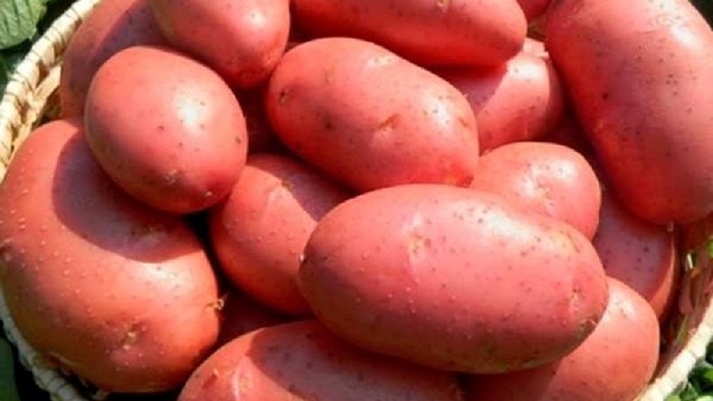 Quando e como coletar corretamente as sementes de batata das bagas