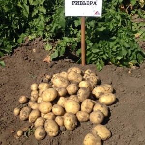 Riviera patatas iba't-ibang: lumalaki sa lahat ng mga klima