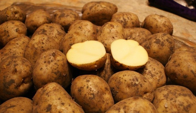 Riviera patatas iba't-ibang: lumalaki sa lahat ng mga klima