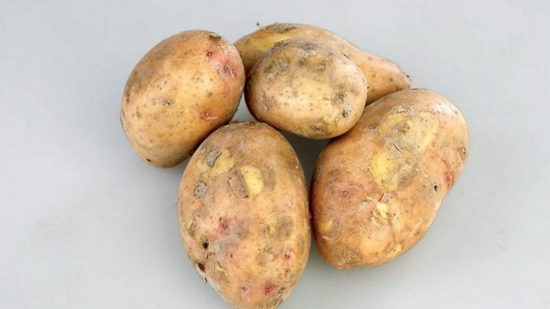 Variété de pomme de terre de mi-saison Slavyanka à gros tubercules