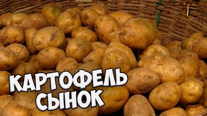 Varietat de patates de gran rendiment i amb excel·lent sabor Sonok (Bogatyr)