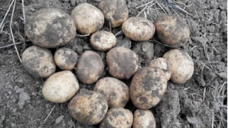 High-yielding potato variety with excellent taste Sonok (Bogatyr)
