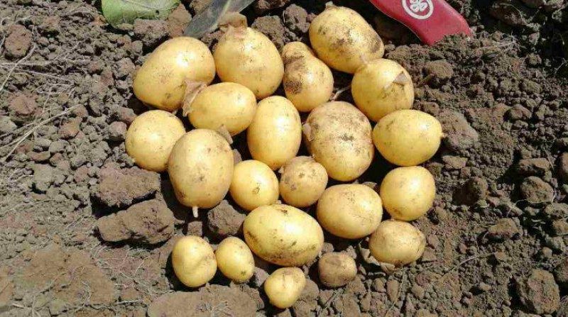 Mükemmel tada sahip yüksek verimli patates çeşidi Sonok (Bogatyr)