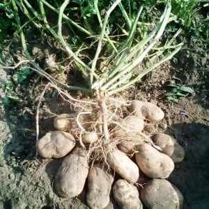 Ang mataas na ani na patatas na may mahusay na lasa Sonok (Bogatyr)