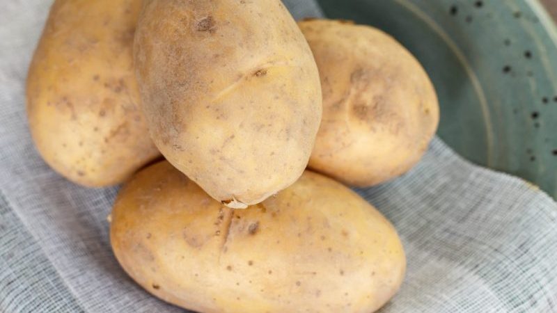 Mataas na patatas na iba't-ibang patatas Giant na may malalaking tubers