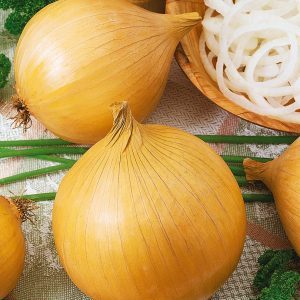 A large mid-season onion variety Globo: reviews of summer residents and features of agricultural technology